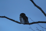 Spurveugle (Glaucidium passerinum)