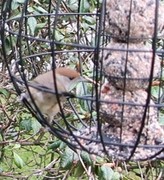 Blackcap (Sylvia atricapilla)