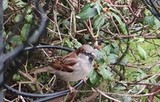 Gråspurv (Passer domesticus)