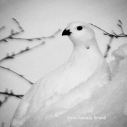 Rock Ptarmigan (Lagopus muta)