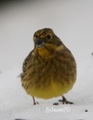 Gulspurv (Emberiza citrinella)