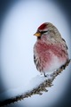 Gråsisik (Carduelis flammea)