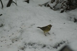 Gulspurv (Emberiza citrinella)