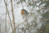 Rødstrupe (Erithacus rubecula)