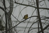 Gulspurv (Emberiza citrinella)