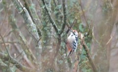 White-backed Woodpecker (Dendrocopos leucotos)