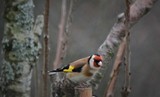 Stillits (Carduelis carduelis)