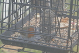 Rødstrupe (Erithacus rubecula)