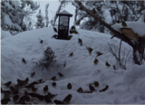 Grønnfink (Carduelis chloris)