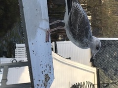 Gråmåke (Larus argentatus)