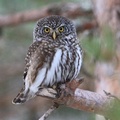 Spurveugle (Glaucidium passerinum)