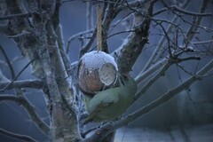 Grey-headed Woodpecker (Picus canus)