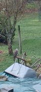 Spurvehauk (Accipiter nisus)