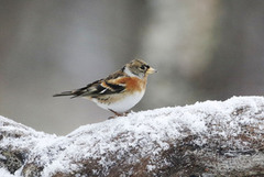 Bjørkefink (Fringilla montifringilla)