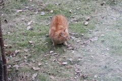Cat (Felis catus)