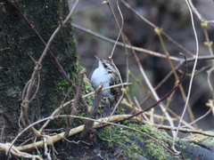 Eurasian Treecreeper (Certhia familiaris)