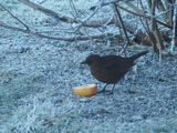 Svarttrost (Turdus merula)