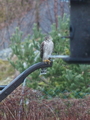 Spurvehauk (Accipiter nisus)