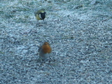 Rødstrupe (Erithacus rubecula)