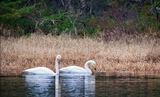 Sangsvane (Cygnus cygnus)