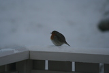 Rødstrupe (Erithacus rubecula)