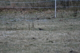 Gråtrost (Turdus pilaris)