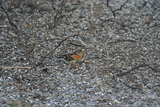 Bokfink (Fringilla coelebs)