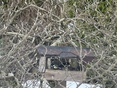 Hawfinch (Coccothraustes coccothraustes)