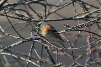 Bjørkefink (Fringilla montifringilla)