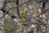 Grønnfink (Carduelis chloris)