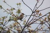 Pilfink (Passer montanus)