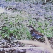 Dusky Thrush (Turdus eunomus)