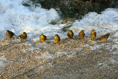 Yellowhammer (Emberiza citrinella)