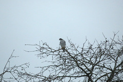 Hønsehauk (Accipiter gentilis)