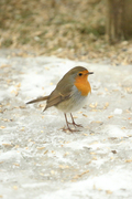 Robin (Erithacus rubecula)