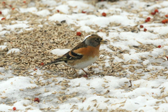 Brambling (Fringilla montifringilla)