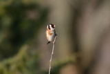 Stillits (Carduelis carduelis)