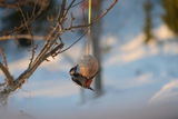 Flaggspett (Dendrocopos major)