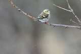 Grønnsisik (Carduelis spinus)