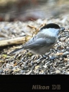 Willow Tit (Poecile montanus)