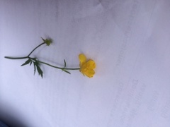 Meadow Buttercup (Ranunculus acris)