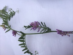 Fuglevikke (Vicia cracca)