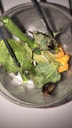 Gray field slug (Deroceras reticulatum)