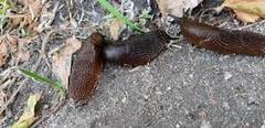 Gray field slug (Deroceras reticulatum)