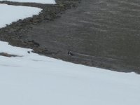 Northern Lapwing (Vanellus vanellus)