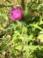 Veitistel (Cirsium vulgare)