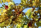 Rogn (Sorbus aucuparia)