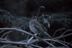Black-throated Thrush (Turdus atrogularis)