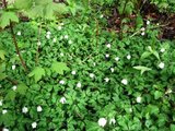 Hvitveis (Anemone nemorosa)