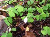 Gjøkesyre (Oxalis acetosella)